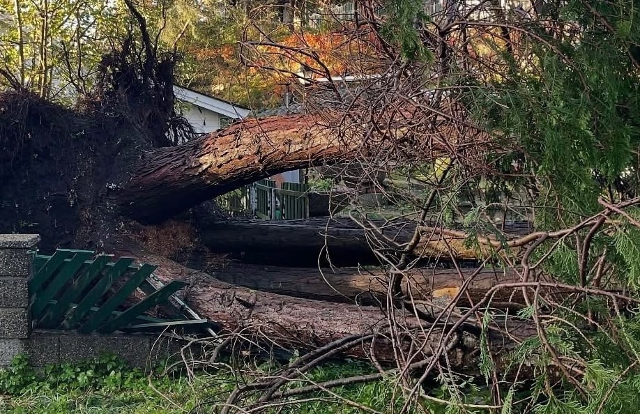 Trefall i nærheten av bebyggelse